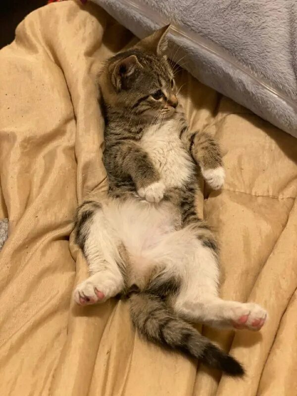 друзья кота коржика