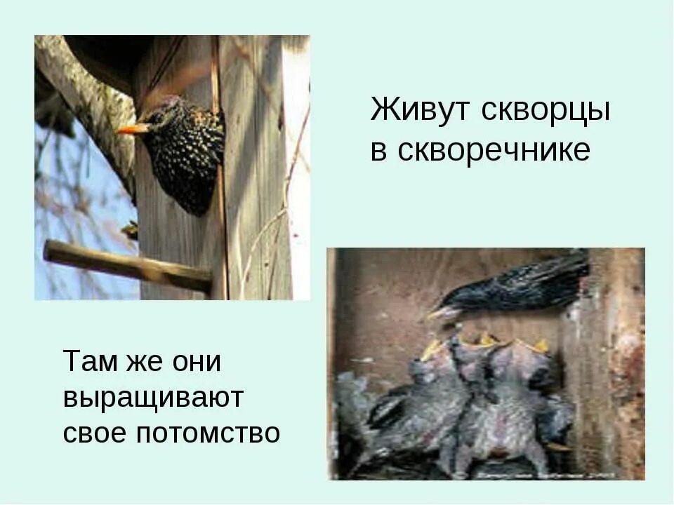 Почему скворец. Гваделупский скворец. О скворцах автор. Почему скворец. Почему скворец веселый с косенко.