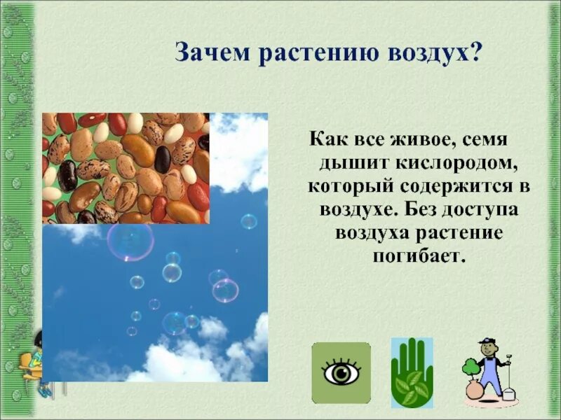 Какое значение воздуха в жизни растений. Растениям нужен воздух. Зачем растениям нужен воздух. Воздух для растений. Зачем растениям кислород.