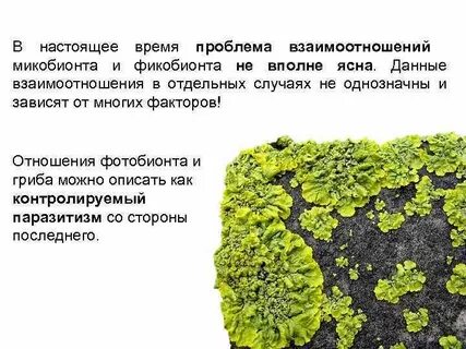 Взаимоотношения лишайников