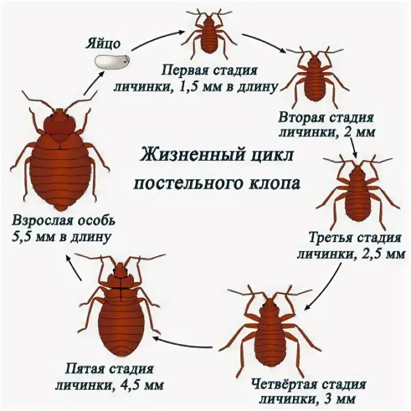 Имаго постельного клопа. Жизненный цикл постельного клопа. Постельный клоп строение. Постельный клоп размер. Постельный клоп стадии развития.