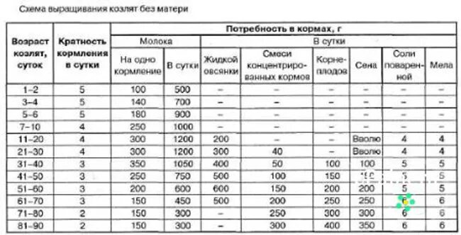 Схема выпойки новорожденных козлят. Нормы кормления козлят до 1.месяца.. Схема выпойки козлят молоком. Кормление козлят с первых дней жизни таблица. Сколько месяцев поить