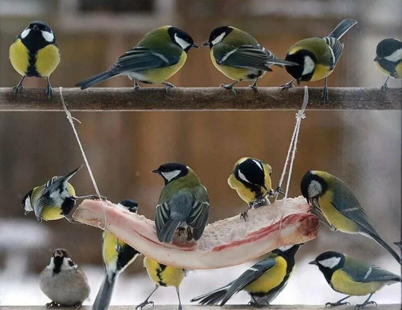 Кормушка для птиц. Кормушка для птиц. Птенец воробья слеток. Украшение кормушки. Синичкин скворечник.