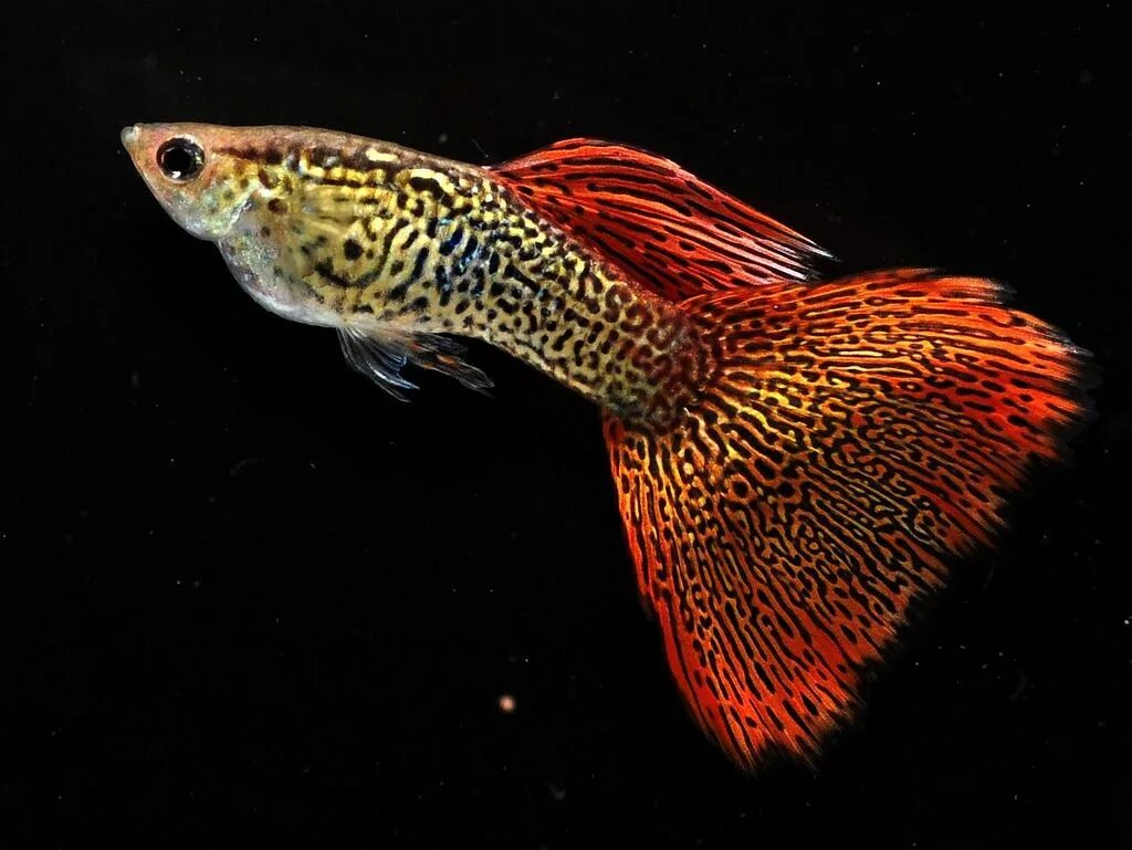 Рыбки гуппи самцы. Гуппи poecilia reticulata. Рыбки гуппи самцы. Гуппи рыбки самцы. Гуппи аквариумные рыбки.