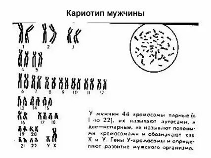 В кариотипе яблони 34