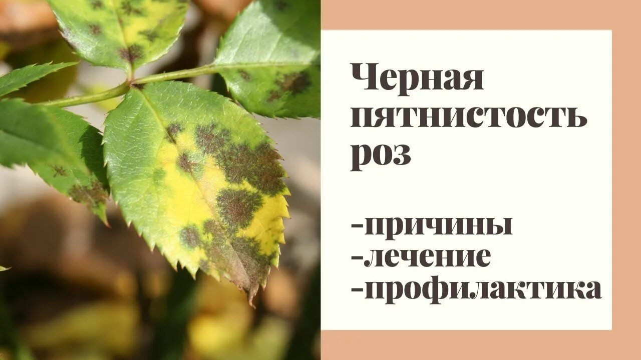 Средство от пятнистости на розах. От черной пятнистости на розах препараты. От чего черная пятнистость на розах. От пятнистости на розах.