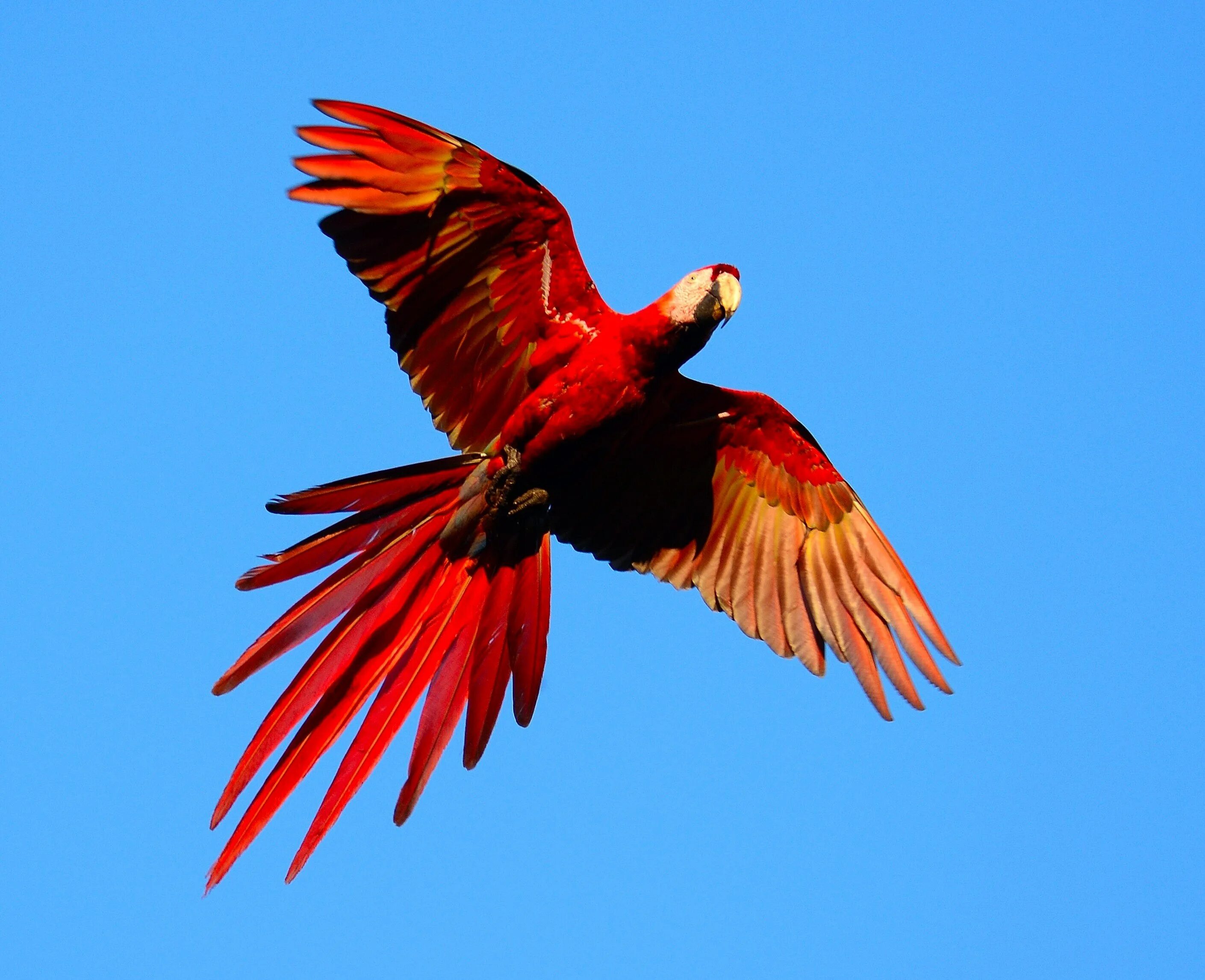 Красная букашка. Попугай ара красный в полете. Жук долгоносик красный. Мотылек медведица кайя. Попугай ара красный.