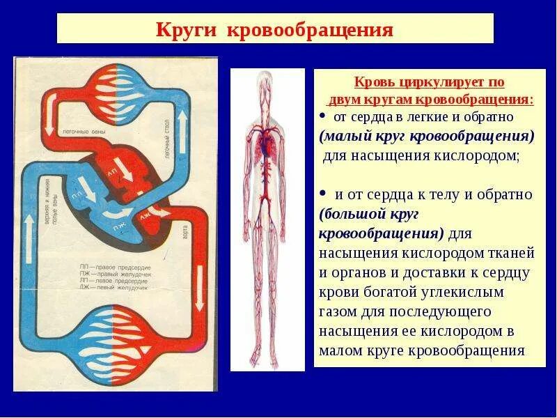 Кровь насыщается кислородом в легких