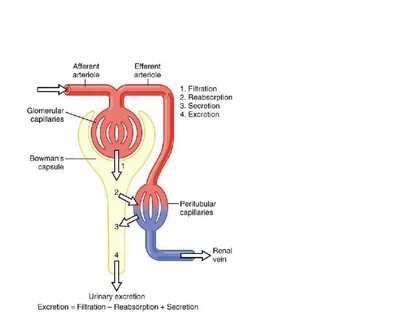 Последовательность прохождения мочи по мере ее образования