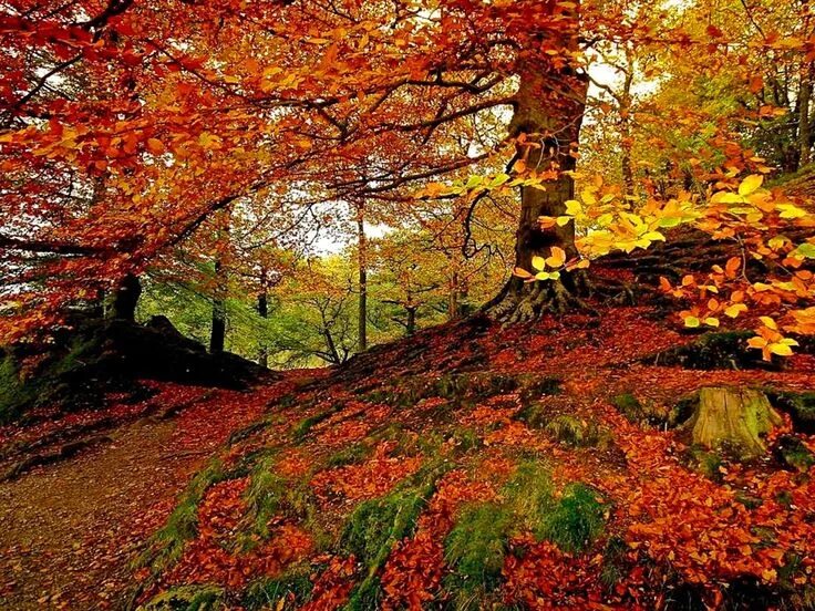 HD Natural Wallpapers Картины с изображением природы, Натуральный, Пейзажи