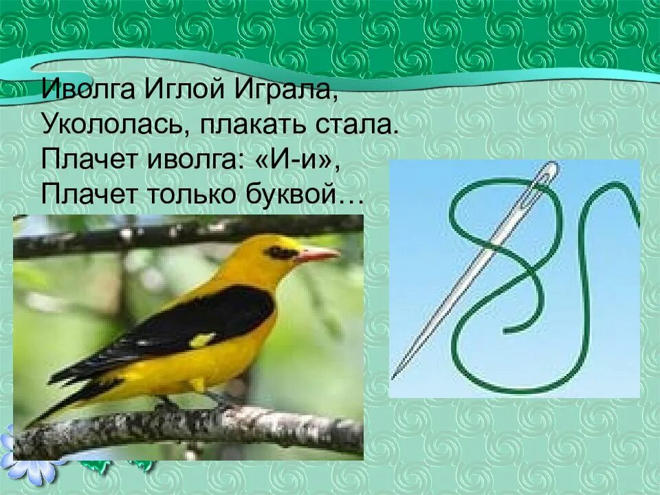 Большеклювая иволга. Стеша иволга. Плачь иволги. Иволга птица. Обыкновенная иволга голос.