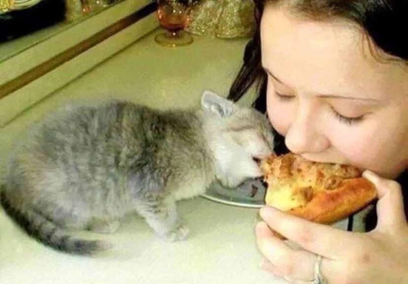 Дай на еду текст. Кот с аппетитом ест. Вкусно и грустно кот. Невкусно и грустно кот. Коты не вкусно.