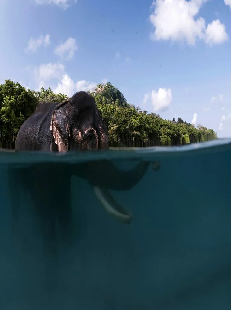 Elephant swim. Андаманские острова слон. Heimaey остров слон. Слон плывет. Слон плавает.