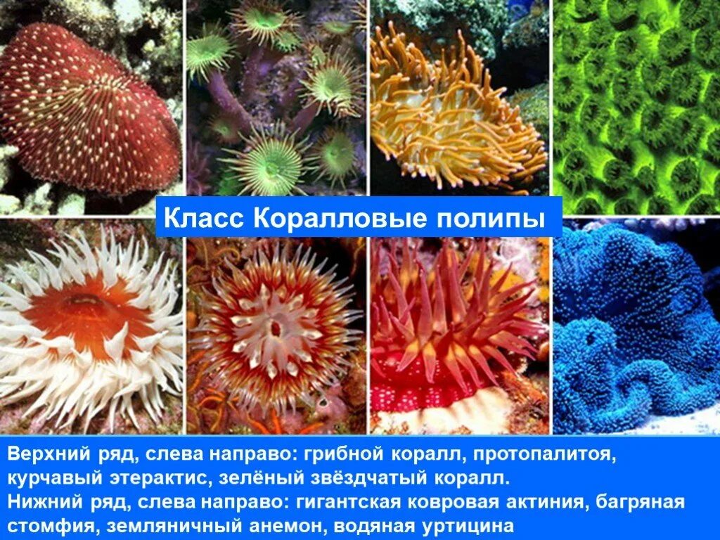 Сообщение многообразие кишечнополостных и их значение. Тип кишечнополостные коралловые полипы. представители коралловых полипов кишечнополостных. класс коралловые полипы (anthozoa). тип кишечнополостные класс коралловые полипы.