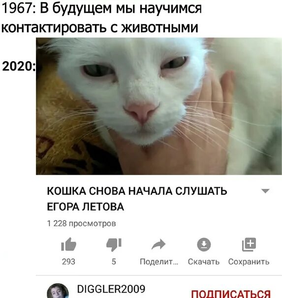 Кошка снова