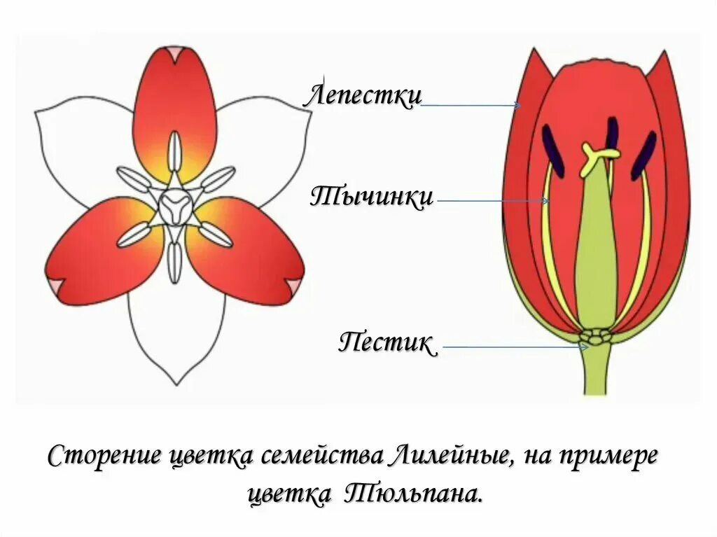 Трехчленный тип строения цветка однодольные или. Семейство лилейные лилия. схема цветка лилейных. семейство лилейные строение цветка. семейство лилейные схема цветка.