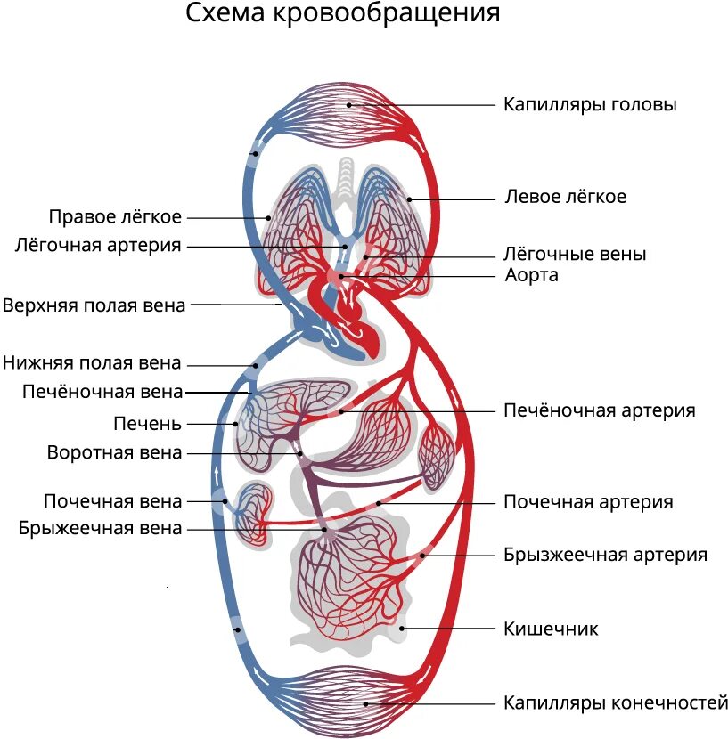 Что входит в кровообращения. Малый и большой круг кровообращения человека схема анатомия. Сердце анатомия малый и большой круг кровообращения. Схема артерий малого круга кровообращения человека. Круги кровообращения 8 класс биология схема.