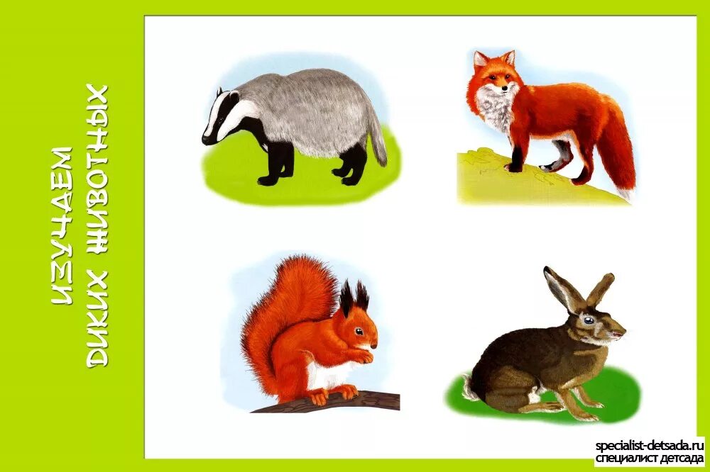 Питании диких животных. Дикие животные для детей. Дикие животные картинки для детей. Дикие животные карточки для детей. Карточки лесных животных.
