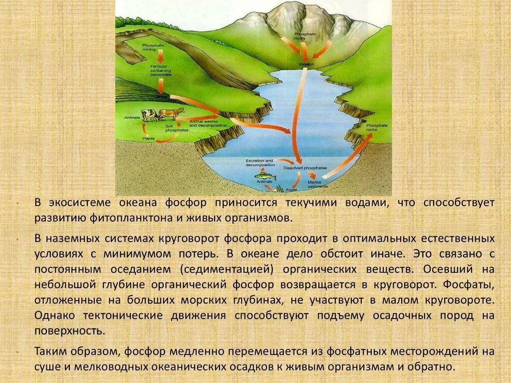 Сера и фосфор в организме. Сера и фосфор в организме