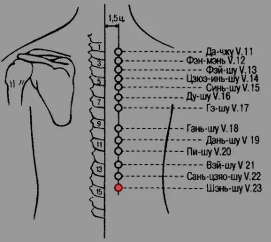 Тянь-Чжу точка акупунктуры. Рефлексотерапия точка v13. Акупунктурные точки на спине. Шу точки спины. Версия 3.3 точка