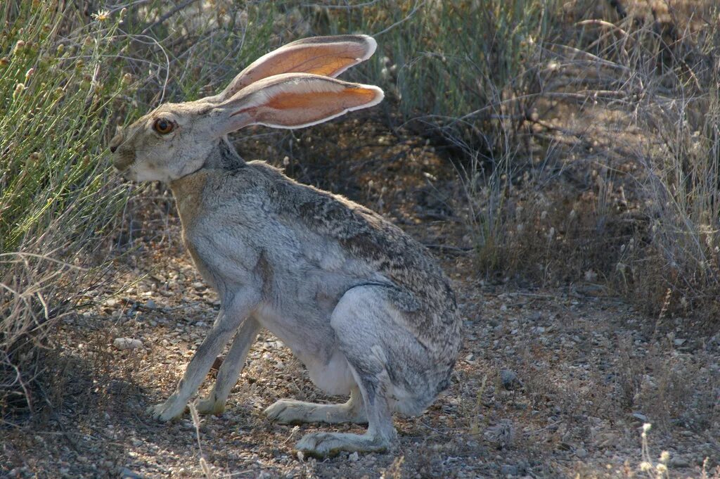 Антилоповый заяц (Lepus alleni). Заяц-Русак (лат. Lepus europaeus). Заяц антилопа. Заяц Русак линька.