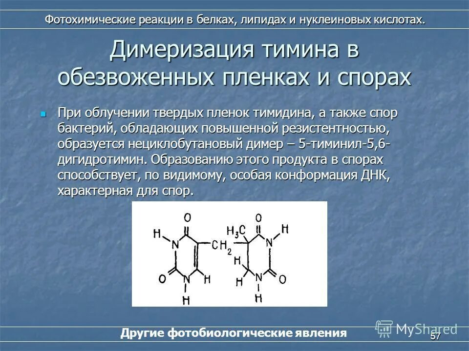 Димеризация это. Фотохимические реакции в липидах. Образование тиминовых димеров. Пиримидиновый димер. Димеризация ДНК.