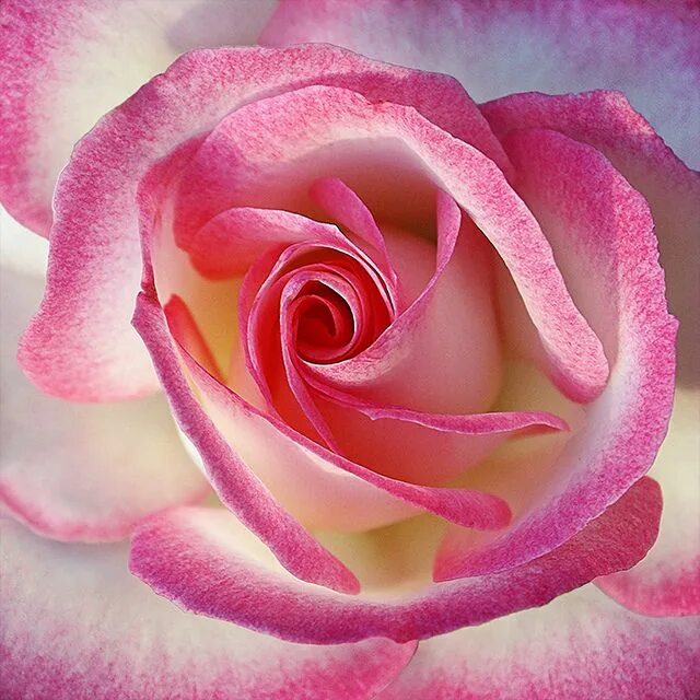 Fleur de rose. Fleur de rose. Fleur de rose. Флер де мун духи. Флер де роз.