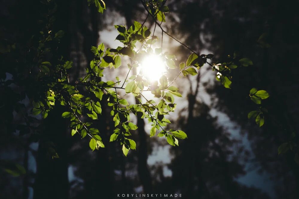Луна сквозь деревья. Луна сквозь листву. Вечернее небо сквозь листву. Луна светит сквозь деревья. Свет падает сквозь листву.