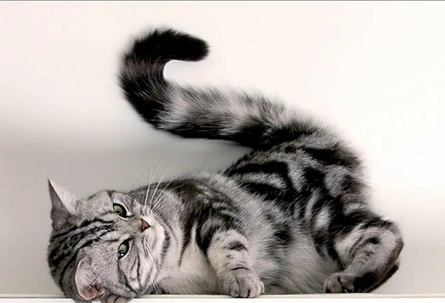 Кот задающий вопрос