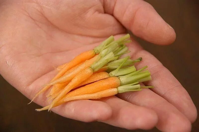 Самый маленький овощ. Маленькая морковь. Самая маленькая морковь. Карликовая морковь. Мелкая морковка.