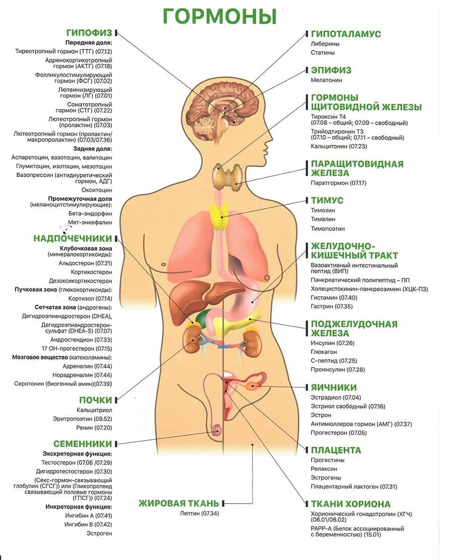 Гормоны женского тела. Эстроген и прогестерон. Влияние эстрогена на женщину. Тестостерон и эстроген у мужчин. Гормоны женского тела.