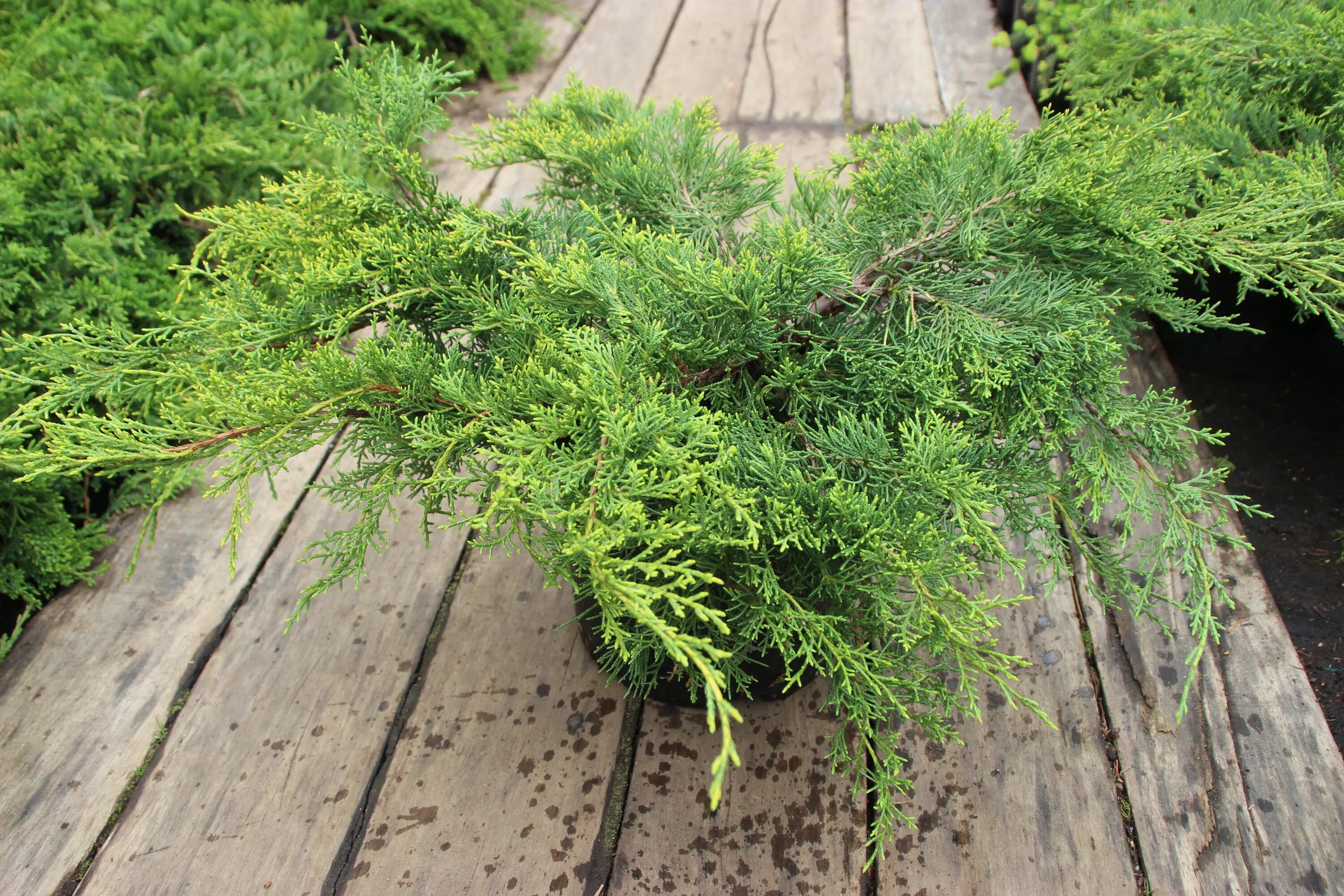 Можжевельник твёрдый. Тувинский можжевельник артыш. Можжевельник минджулеп. Можжевельник репанда. Суеверия можжевельника.