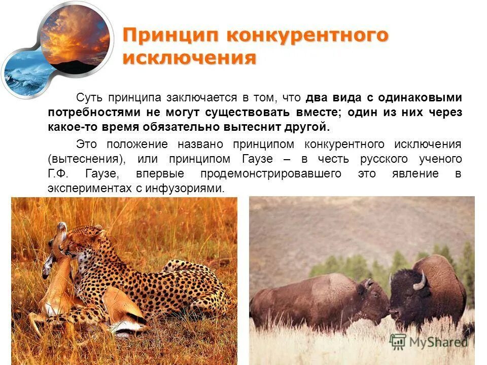 Принцип конкурентного исключения гаузе. Закон конкурентного исключения. Закон конкурентного исключения. Закон конкурентного исключения гаузе. Принцип исключения экология.