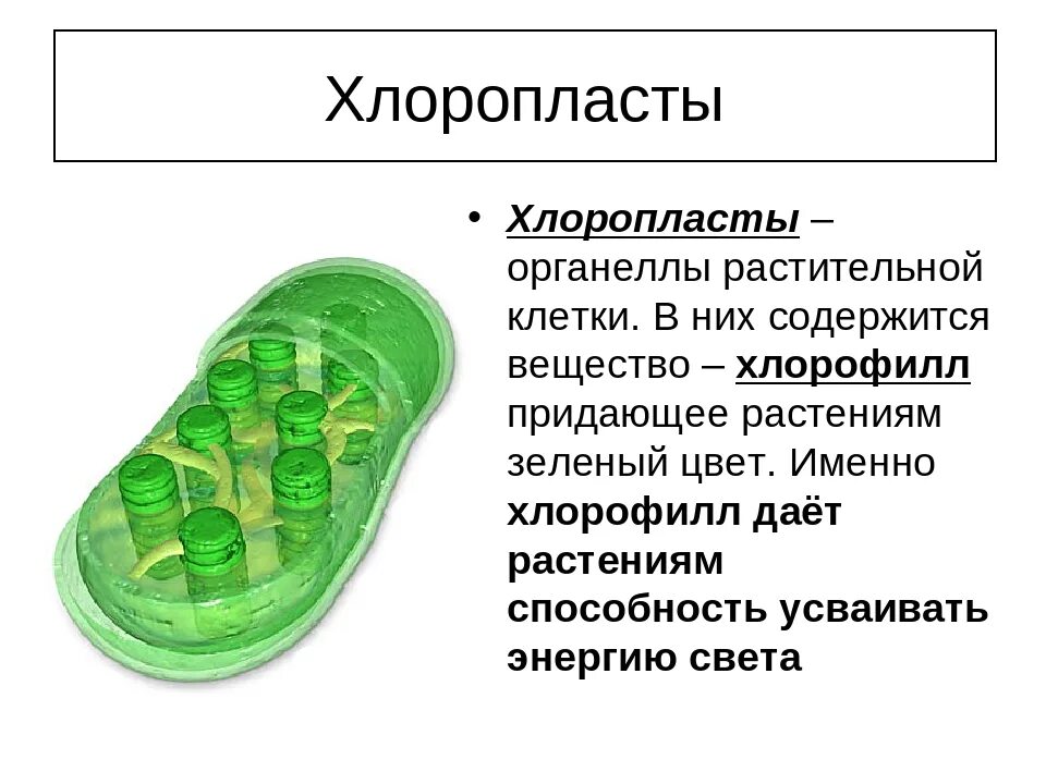 Хлоропласты в растительной клетке. Что такое хлоропласты в биологии 6 класс. Хлоропласты функции 5 класс биология. Хлоропласты функции 6 класс биология.