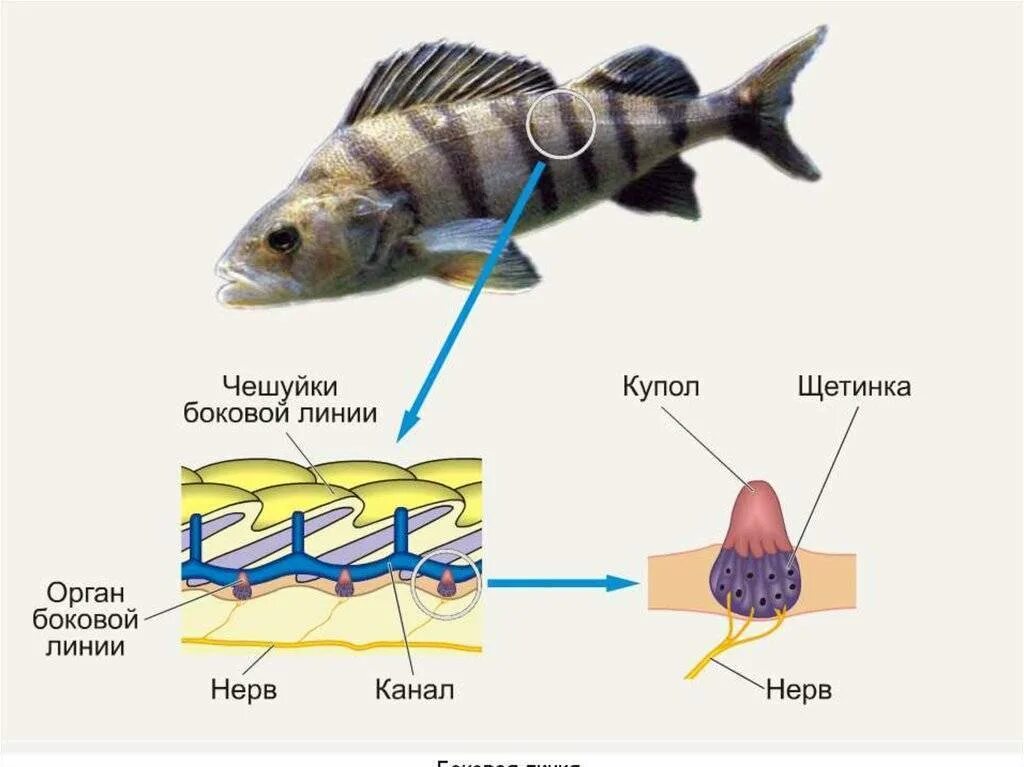 Какие рыбы имеют боковую линию. Боковая линия у рыб. Органы боковой линии у рыб. Строение боковой линии у рыб. Боковая линия орган чувств у рыб.