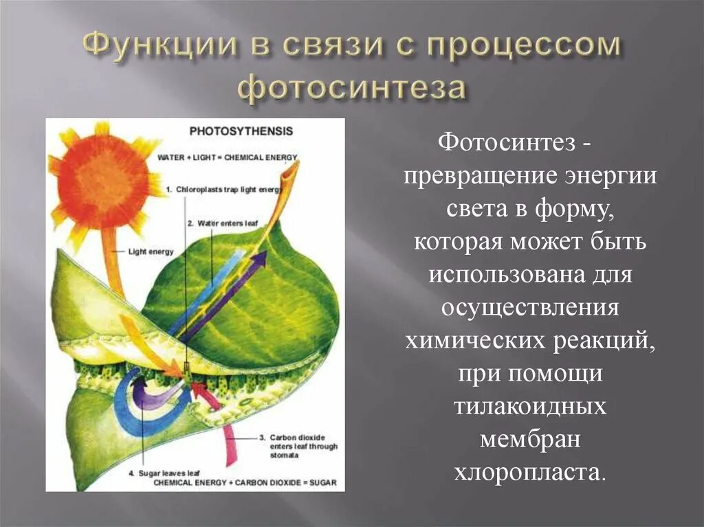 Роль фотосинтеза для человека. Хроматофор фотосинтез. Энергия фотосинтеза. Роль процесса фотосинтеза. Что происходит в процессе фотосинтеза растения.