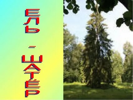 Деревья тоже болеют поэтому за ними необходим