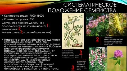 Роль растений семейства бобовых в природе заключается