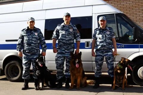 Сколько лет кинологической службе в 2024