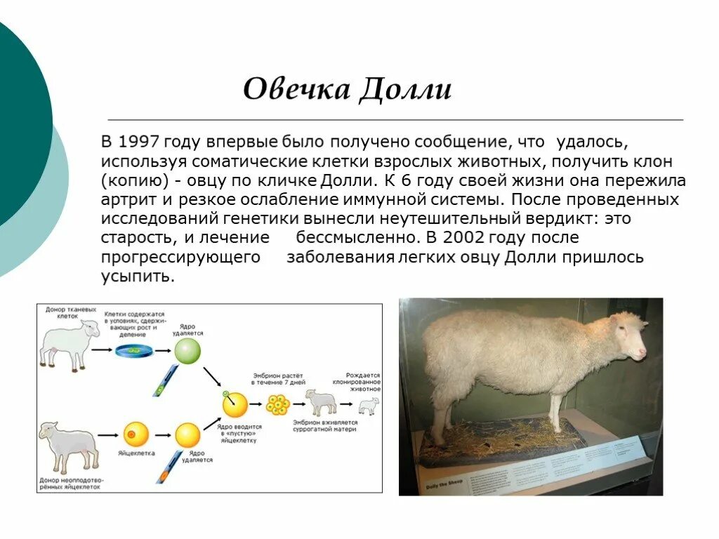 Процесс клонирования овечки Долли. Клонирование овечки Долли ЕГЭ биология. Клонирование схема биология. Клонирование животных Овечка Долли. Как получили клона