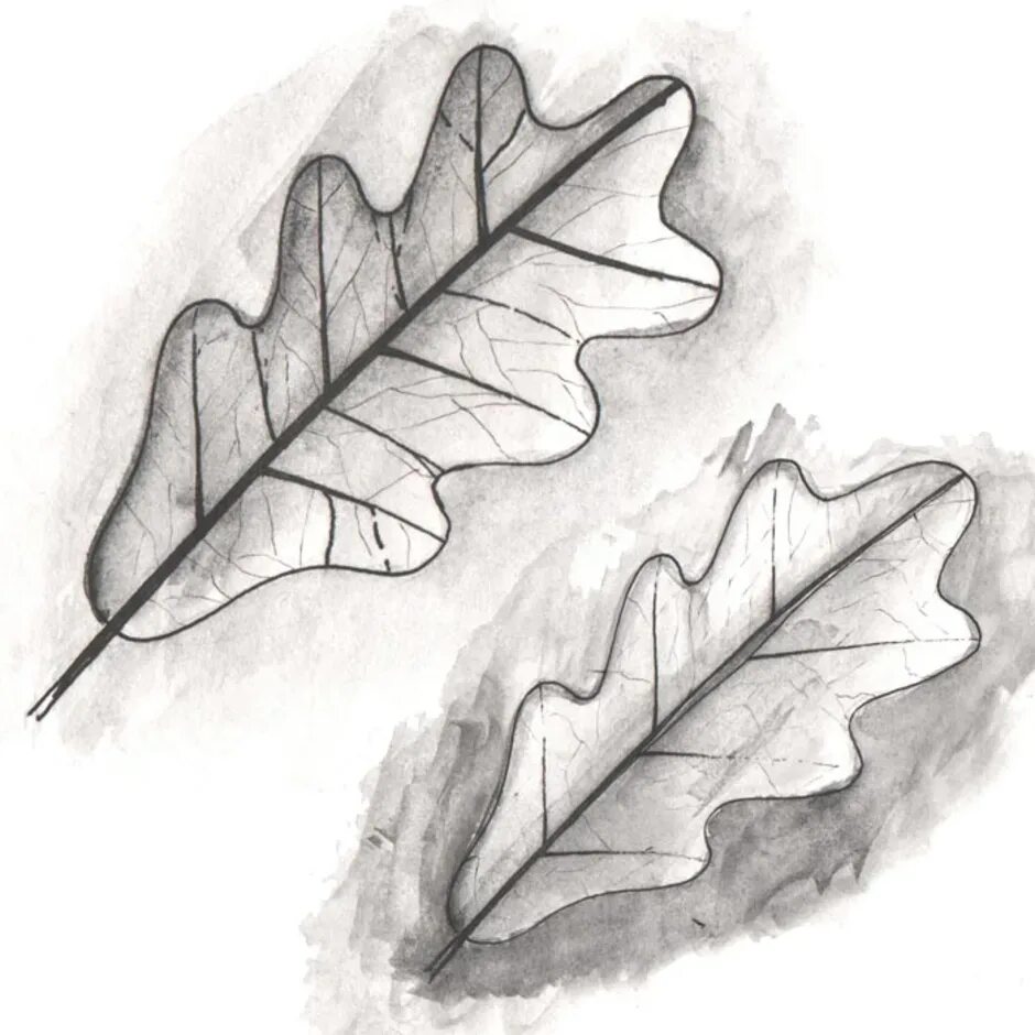 Листья карандашом легко. Листья зарисовка. Листья карандашом. Рисование Дубового листа. Лист дуба рисунок.