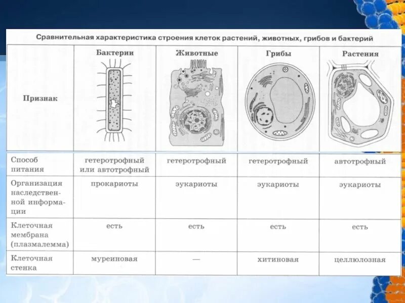 Сравнение бактерий грибов и растений. Растительная животная грибная и бактериальная клетки таблица. Строение клеток растений животных грибов и бактерий таблица. Сравнение клеток растений животных грибов и бактерий. Строение клеток растений животных грибов и бактерий.