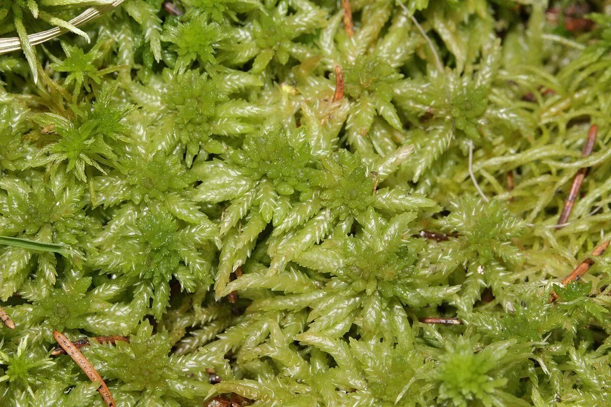 Как люди раньше использовали сфагновый мох. Мох сфагнум. sphagnum мох. торфяной мох сфагнум. сфагнум узколистный.