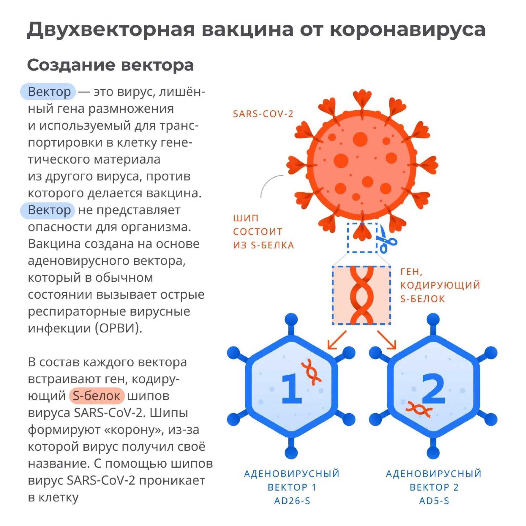 Принцип действия вакцины Спутник v. Компоненты вакцины от коронавируса. Из чего состоит вакцина. Состав вакцины Спутник.