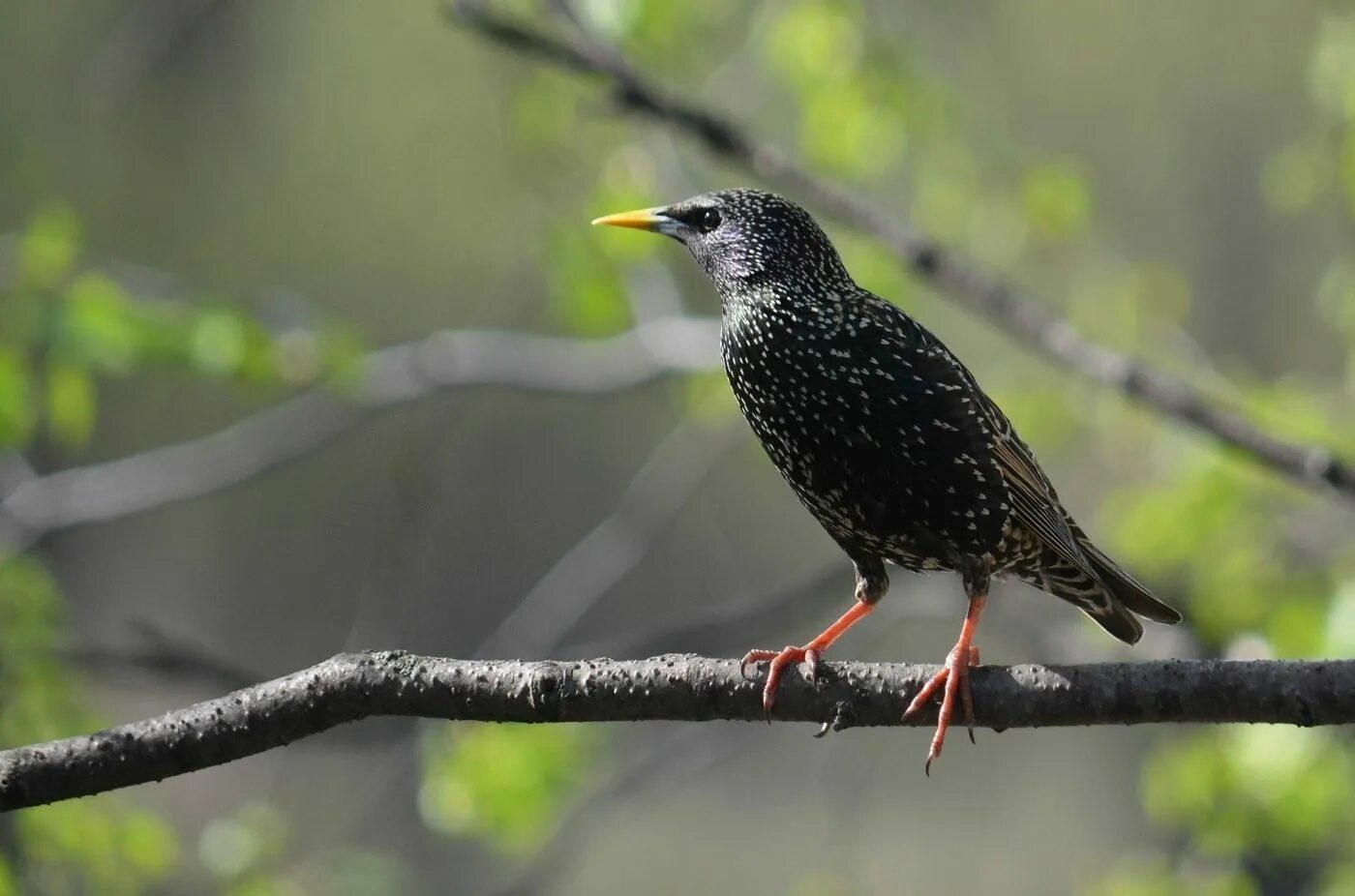 Обыкновенный скворец молодой. Бурый скворец. Шпак скворец. Какие хищные птицы мигрировали с украины на северный кавказ в 2022 году. Скворцы жанр.
