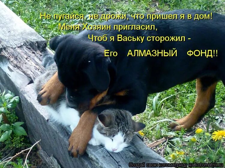 Дверь для кота. Рисованные женщины на кухне. Крестный отец ты приходишь ко мне. Кот пришел. Хорошо поспать и отдохнуть.