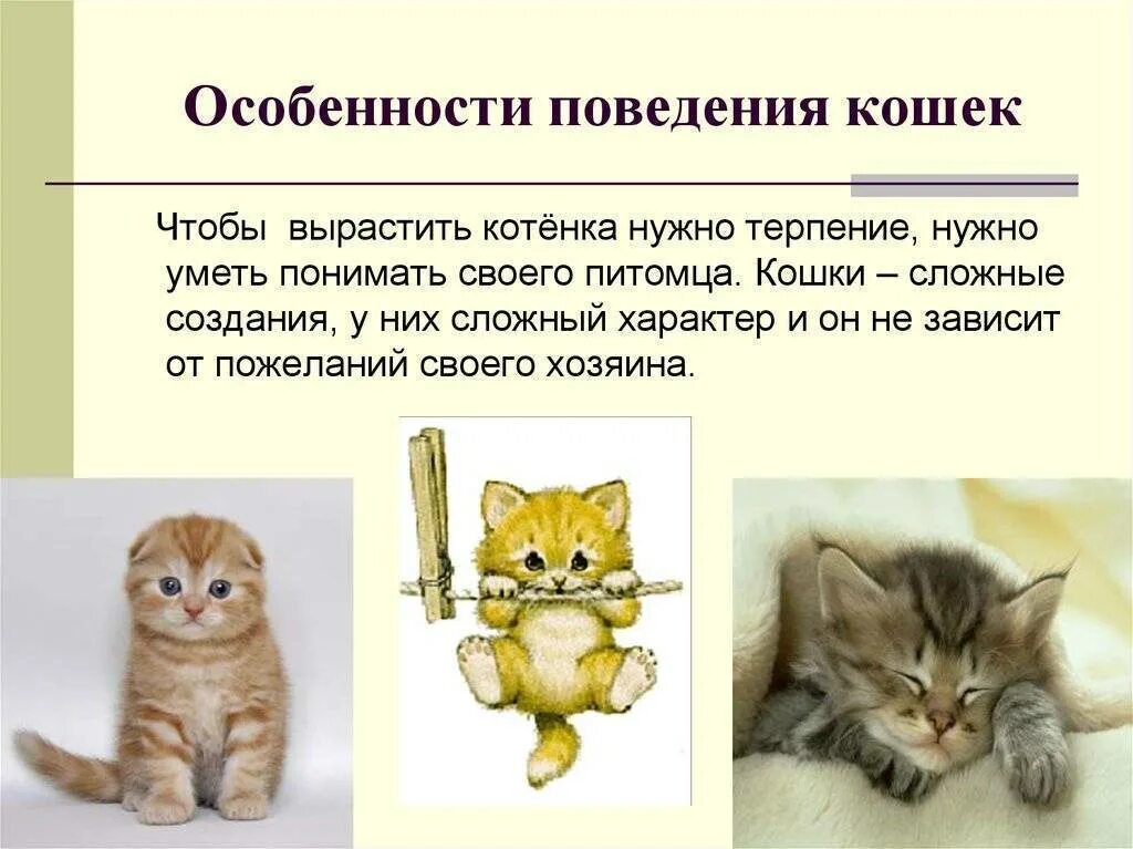 Особенности кошек. Особенности поведения кошек. Характер кошки. Описание поведения кота.