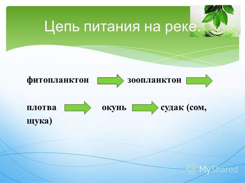 Картинки 3 ПИЩЕВЫЕ ЦЕПИ ОЗЕРА