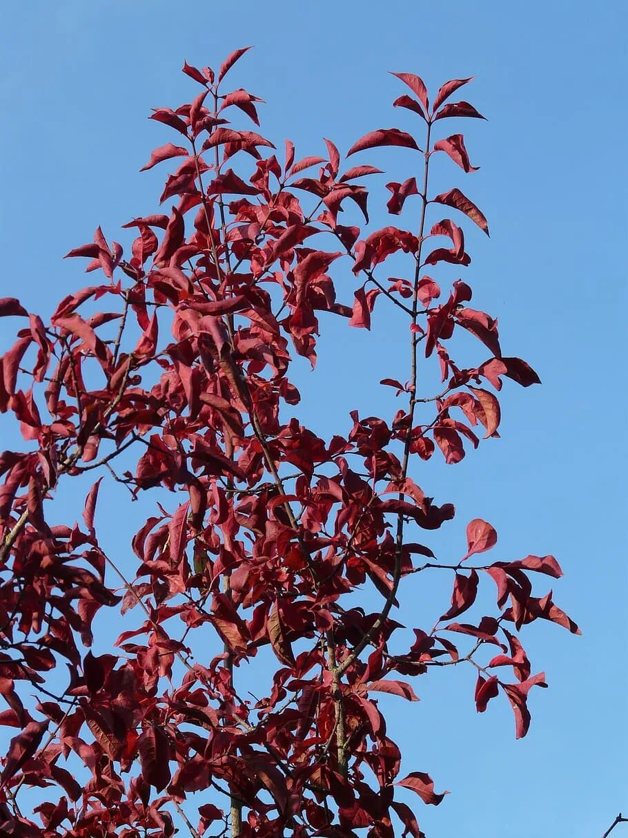 Сорт багряная. Декоративная вишня краснолистная. Слива краснолистная. Слива Писсарди. Краснолистная слива листья.