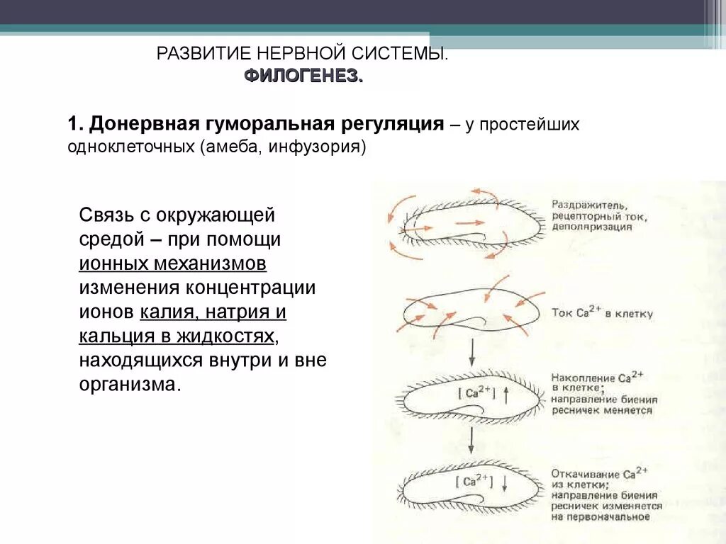 1 филогенез. Развитие нервной системы в филогенезе схема. Развитие нервной системы в филогенезе таблица. Этапы развития нервной системы. Филогенез нервной системы. Стадии развития нервной системы в филогенезе.